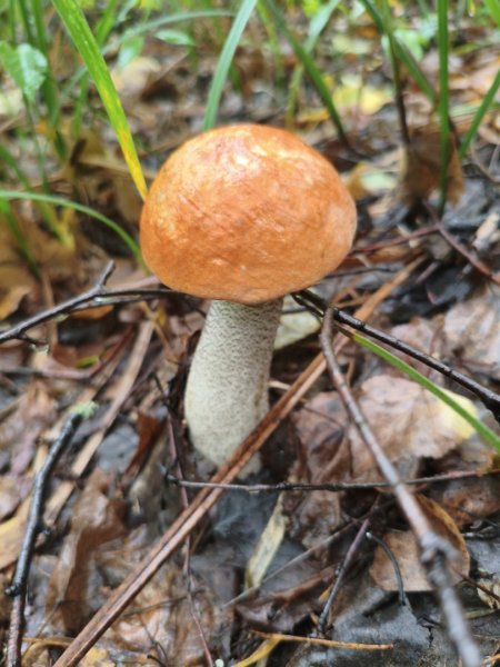 2025-08-24 16-20-59.JPG