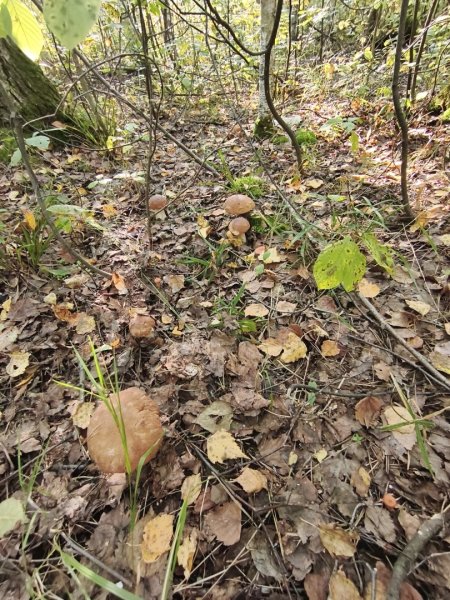 2025-08-31 16-37-33.JPG