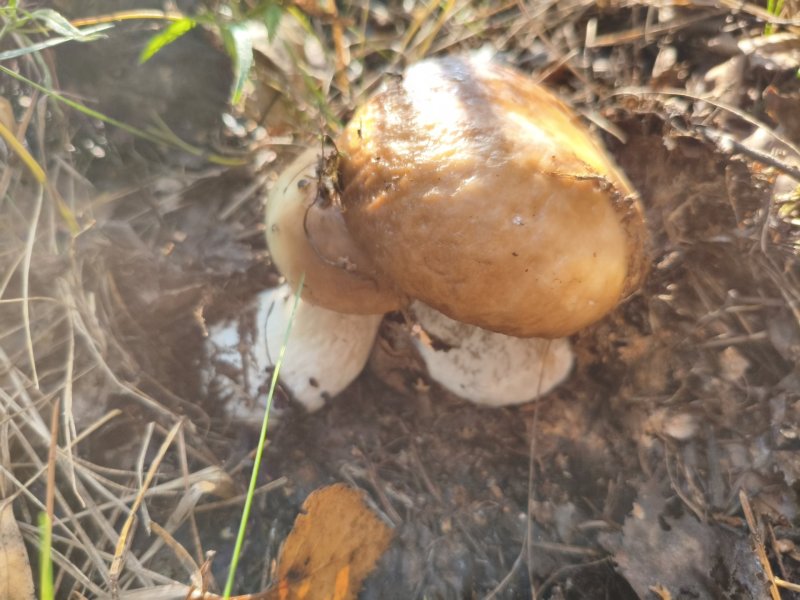 2025-08-28 16-49-47.JPG