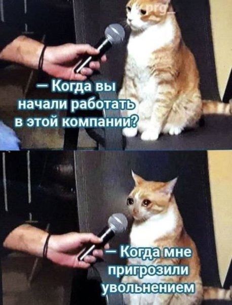 Котик.jpg