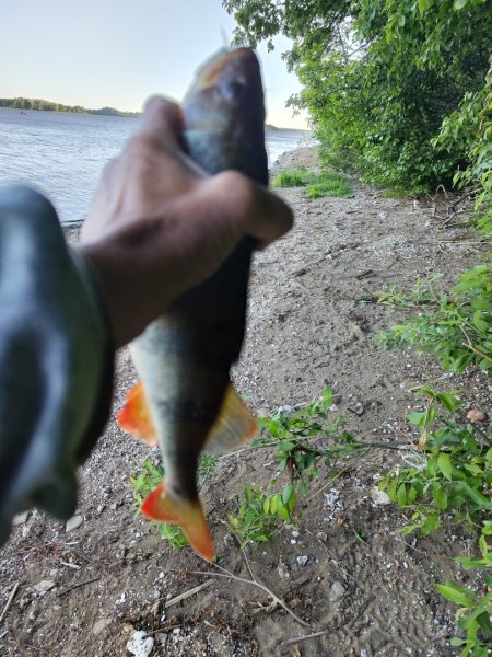 IMG_20260617_051442.thumb.jpg.7b4f7509e871bfa6a3d1a7c270e89e0c.jpg
