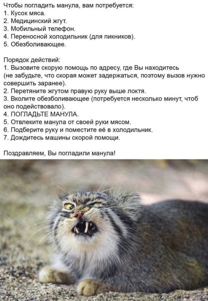 манул.jpg