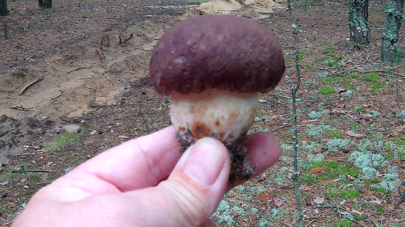 4.thumb.png.83054d6cdeca6f0db35d1785aa3a399b.png