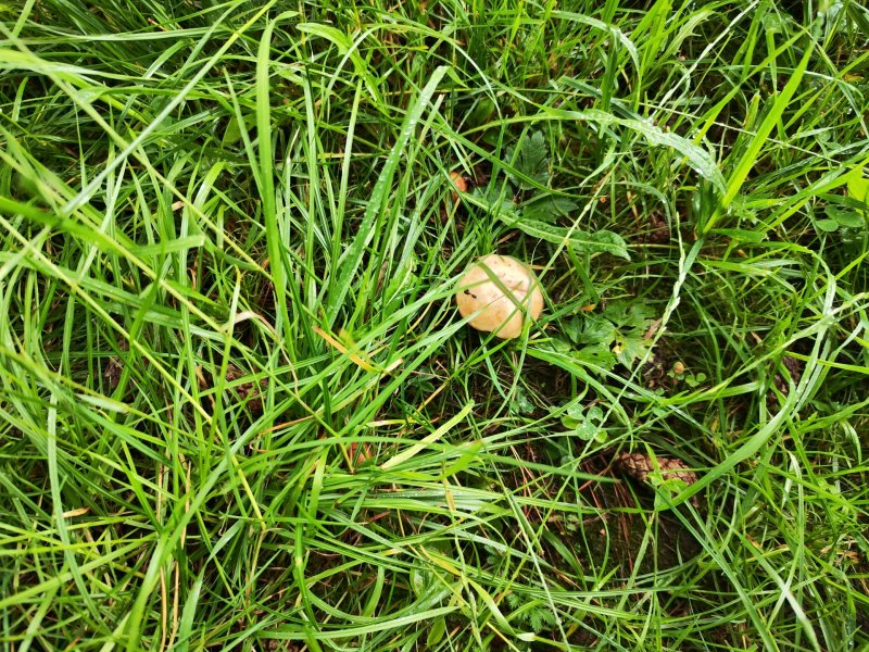 IMG_20260716_095221.thumb.jpg.0d7bdf9eeab7bbc75b7208b63c1a09f4.jpg
