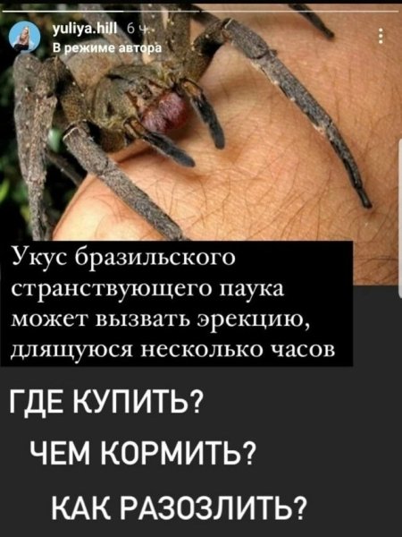 Паук_.jpg